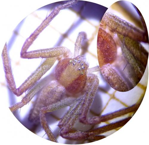 Philodromus sp.